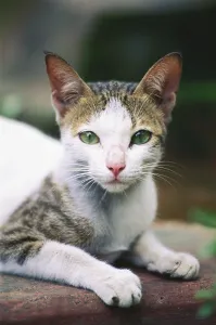 Cat, Bombay Mumbai, Maharashtra, India