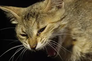 Cat, Cat