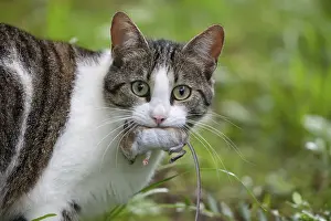 Cat with a caught mouse in its mouth