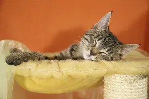 Cat child