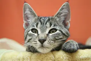 Cat child