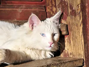 Cat, china