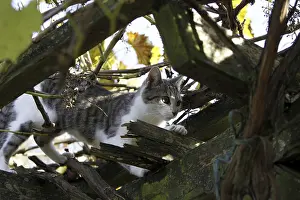 Cat climbs in wild wine