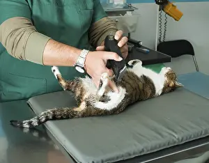 Cat coat cut in veterinary