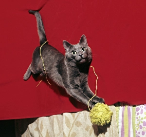 Cat. Color picture of a cat playing with a ball of yarn