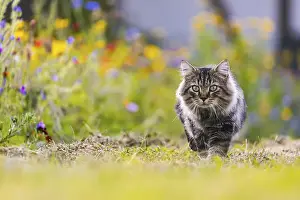 Cat creeping along, flower meadow with colourful blossoms