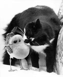 Cat cuddling with a bird, England, Great Britain