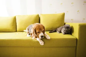 The cat and the dog are lying on the soft sofa