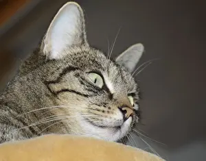 Cat, domestic cat, pet, striped