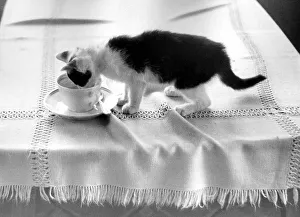 Cat drinks cafe, approx. 1980s
