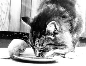 Cat eats together with mouse from plate