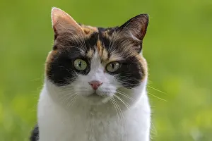 Cat, European Shorthair, domestic cat (Felis catus)