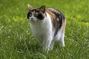 Cat, European shorthair, felidae (Felis catus)