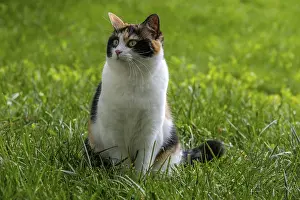 Cat, European Shorthair, felidae (Felis catus)