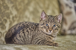 Cat (Felis catus ), Kitten, lying down