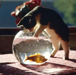 Cat with Goldfish Animal Friendship