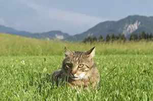Cat in the gras
