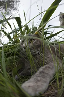 Cat hiding in the grass