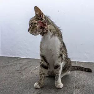 Cat injured on the neck, Mantrakia
