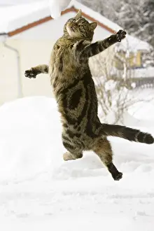 Cat jumping in snow, domestic cat, male