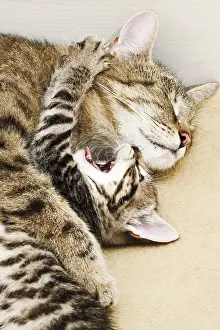 Cat with kitten, 5 weeks old