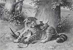 A cat lies in the forest, surrounded by its kittens