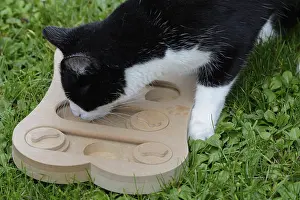 Cat is looking for food in the employment game