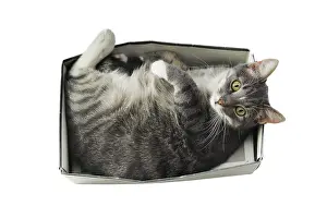 Framed Print : Cat lying in box on white background Framed Print : Cat lying in box on white background