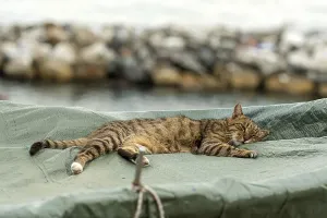 Framed Print : The cat is lying on a covered fishing boat on a rocky sea shore