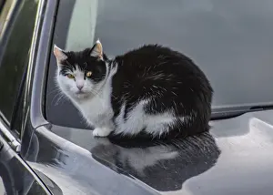 Cat lying on warm hood of a car in Ystad