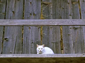 Cat at a old farmhouse, Studor, Slovenia