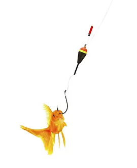Cat playing with goldfishes isolated on white background