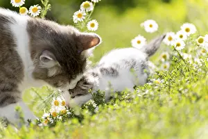 The cat is playing with a kitten on the green grass