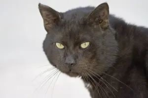 Cat portrait (Felis silvestris catus)