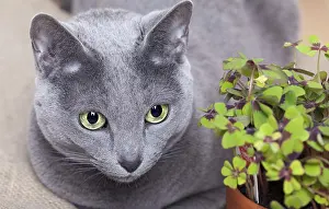 Cat and quadruple