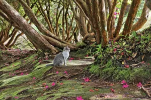 A cat under a rhododendron tree