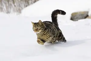Framed Print : Cat running in snow, domestic cat, male, Germany Framed Print : Cat running in snow, domestic cat, male, Germany