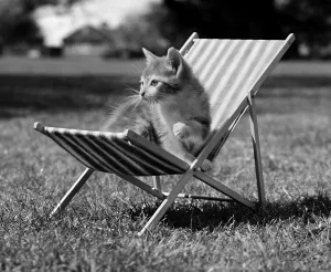 Cat sits in deck chair, England, Great Britain