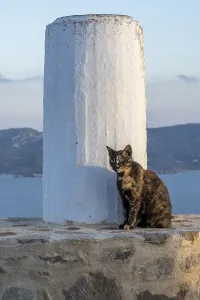 Cat sitting next to a column on a stone wall
