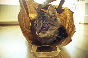 A cat sitting inside a paper bag on a wooden floor with sunlight filtering through
