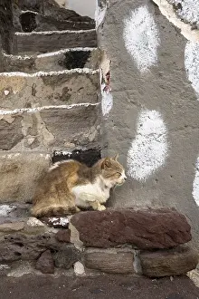 Cat sitting on a stone wall, climate