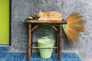 Cat sleeping on a table, pet, domestic cat