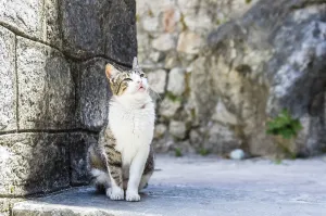 One cat on street in old Kotor city, Montenegro