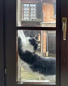 Cat Stretching in a Window in Switzerland