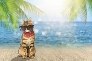 A cat in sunglasses and a scarf on the background of a tropical sea