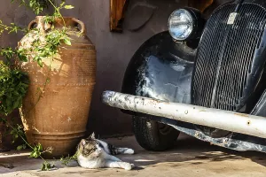 Cat with vintage car, old oil mill
