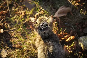 Cat with wedding rings. wedding Accessories, Ring