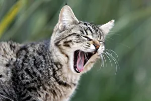 Cat yawning
