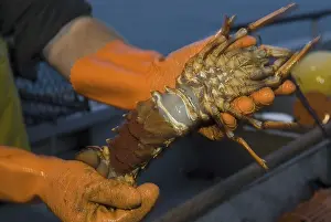 Catch of Southern Rock Lobster (Jasus edwardsii)