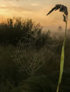 Catching a spider net in the grass against the sunset